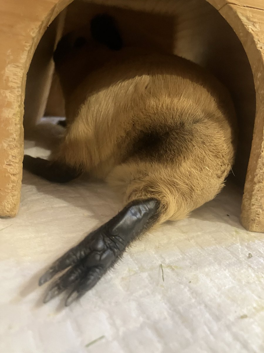 大福きなこ tweet media