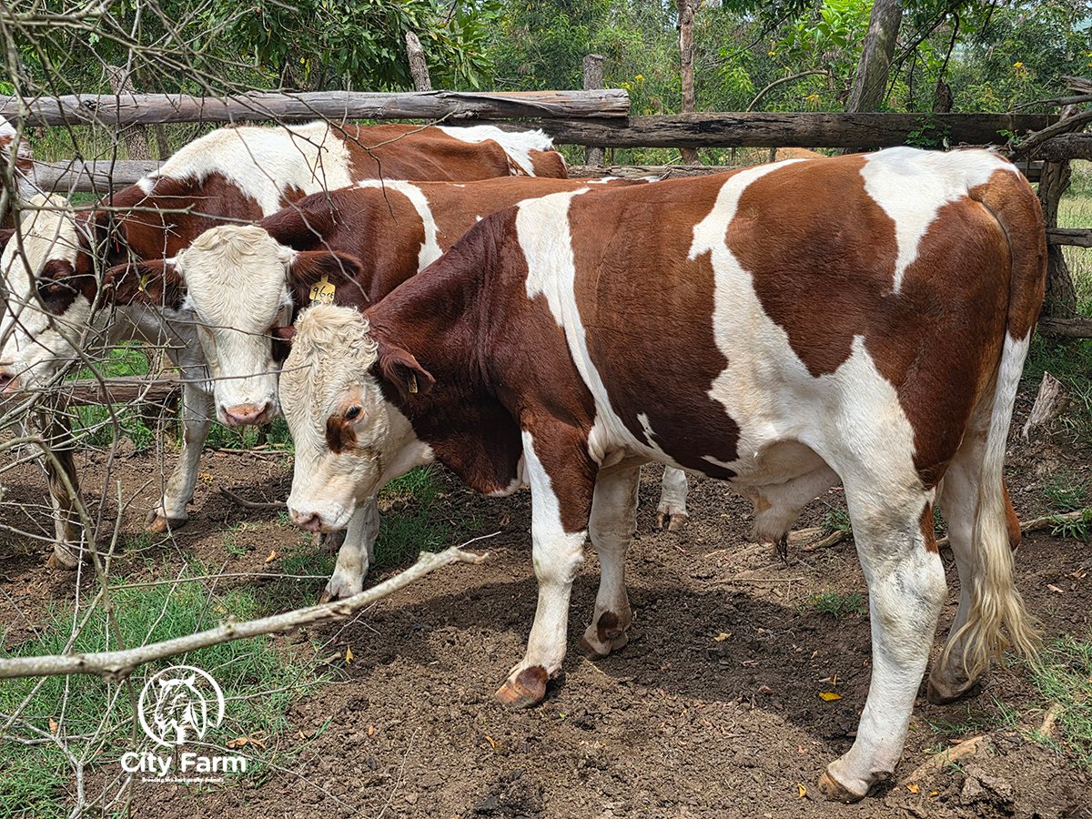 cityfarmug's tweet photo. Any Germany Fleckvieh cattle farmers here?
#BreedingExcellence #ProfitableFarming #CattleFarmingUganda #GermanyFleckviehCattle https://t.co/TsAxknJk2K