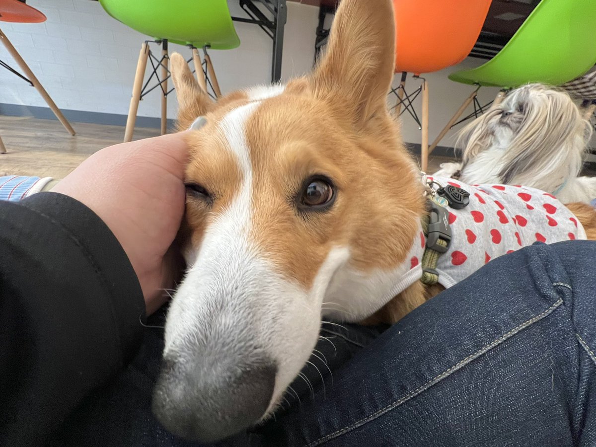 ★ EIN ★@甘えん坊コーギー☻ tweet media