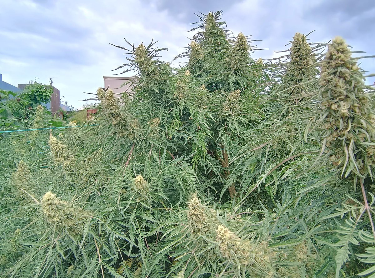 Oʀᴀᴄʟᴇ Sᴇᴇᴅs Oғɪᴄɪᴀʟ® 🇪🇸 tweet media