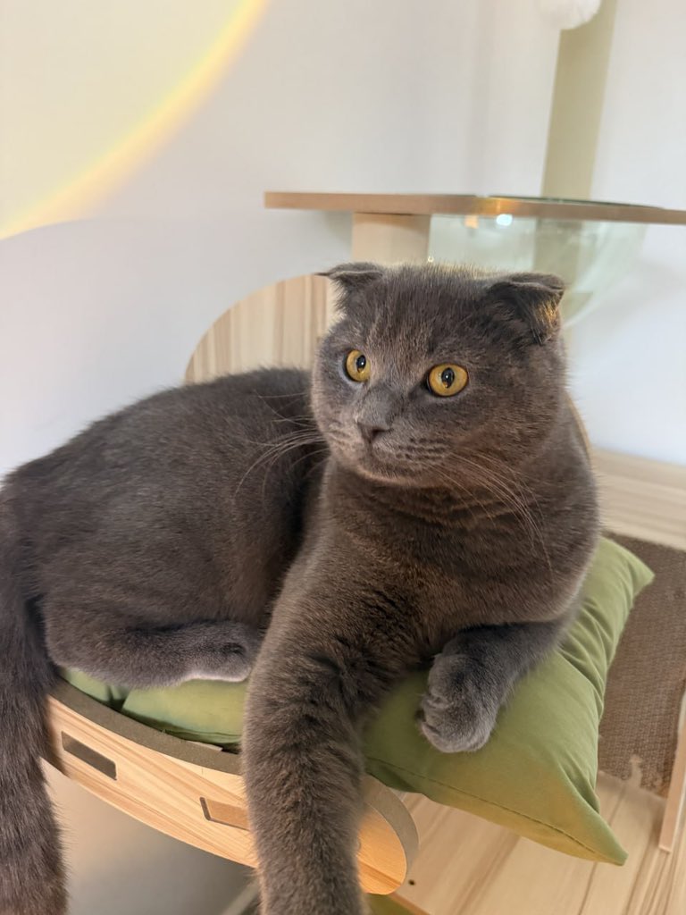 HelloItsAnnabel's tweet photo. my baby so handsome https://t.co/9PZCUYeEws