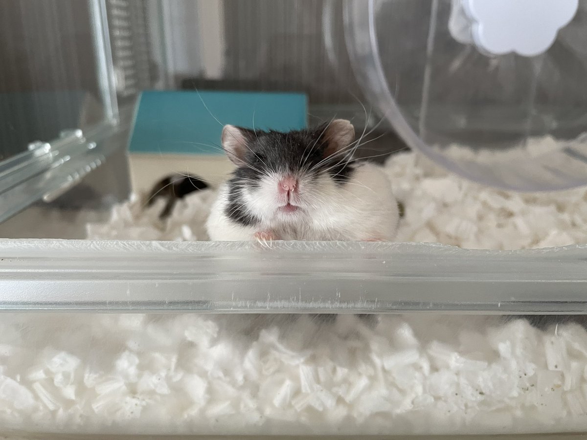 えも@16匹のはむちゃんず🐹 tweet media