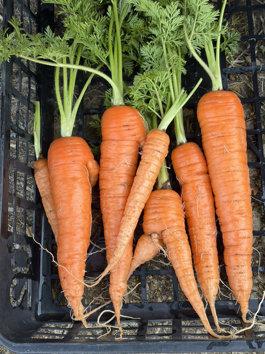 ゆうなお菜園🍅🍠 tweet media