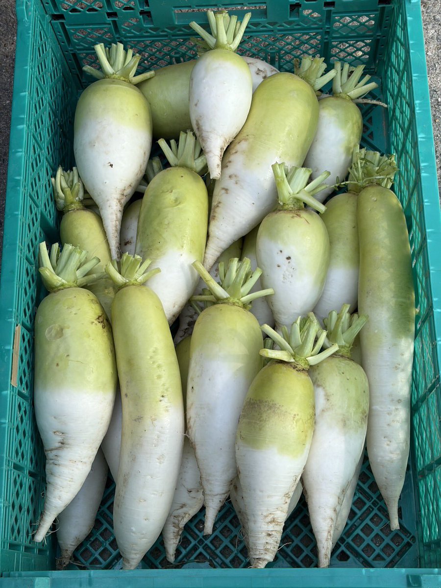 ゆうなお菜園🍅🍠 tweet media