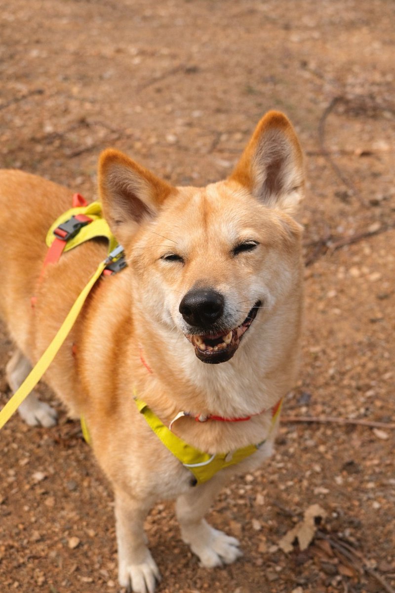 🎗맘씨좋은 🐈김마중씨&🐕 정새별씨 tweet media