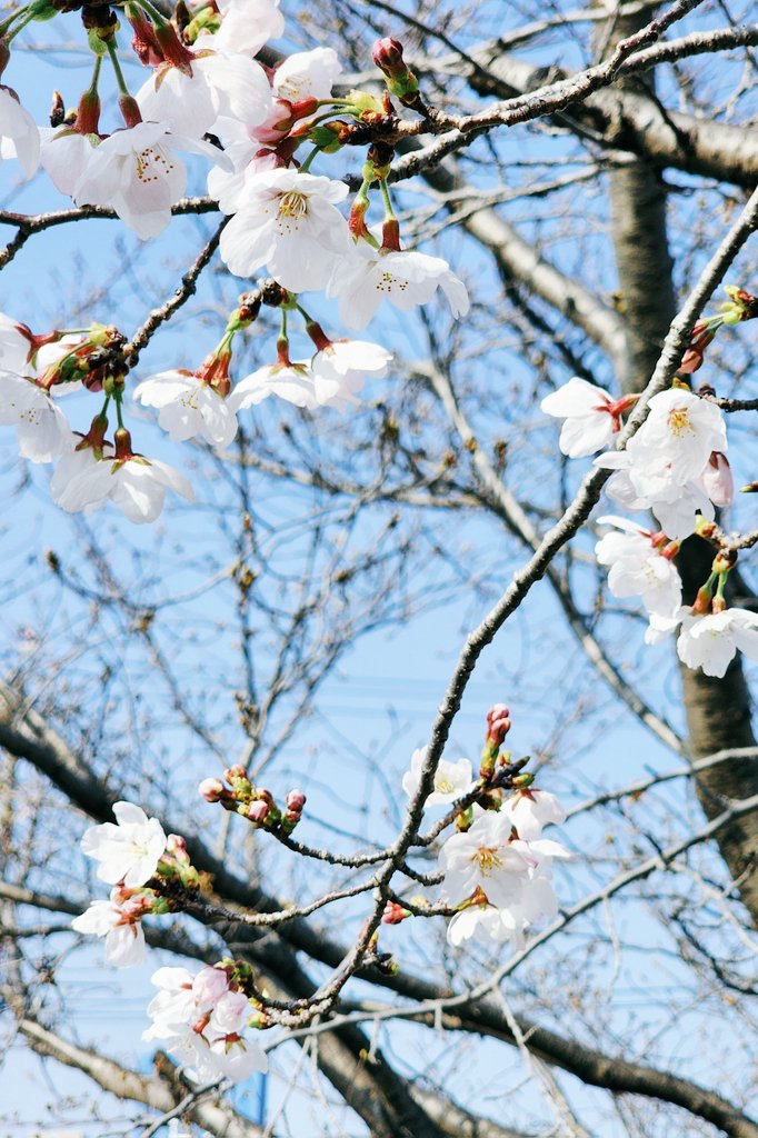 ぎょっち tweet media