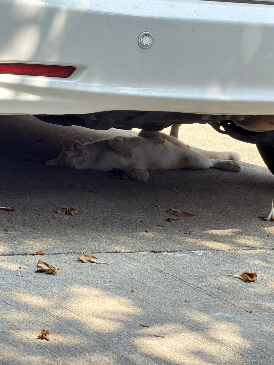 aangelinaa.ss tweet media