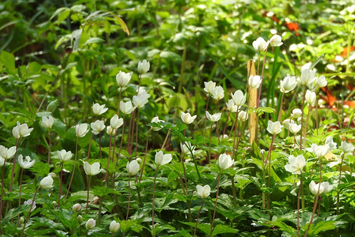 大和市自然観察センター（泉の森） tweet media