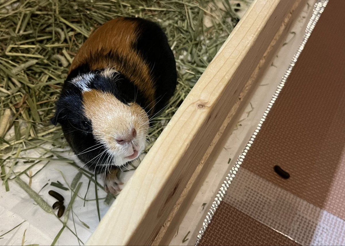 萌々花(モモカ) tweet media