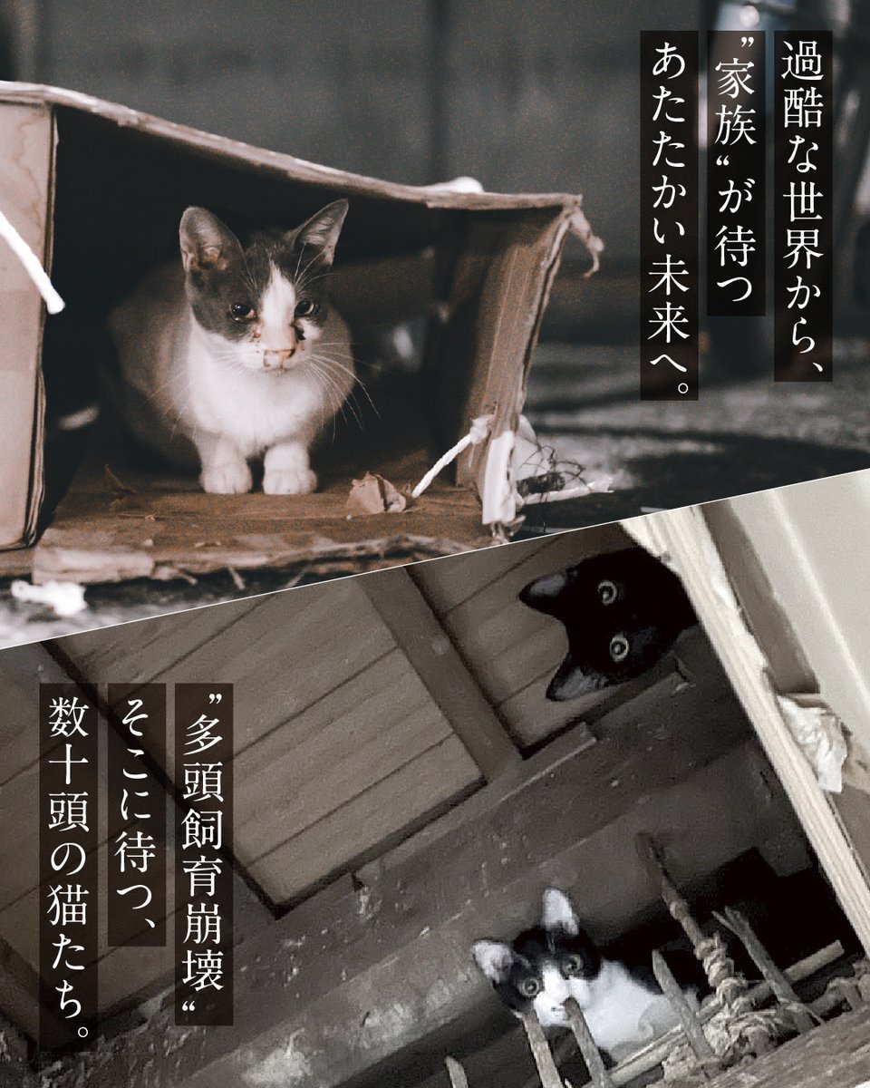 CWelcare's tweet photo. CATS WELCARE 募金活動のお知らせ🐾

□3/29（日）
□11:00〜15:00
□天王寺駅前（キューズモール前）

多頭飼育崩壊からのレスキューなど、
猫たちの治療費・食費のため募金活動を行います。

お近くにお越しの際は、
ぜひお立ち寄りいただけると嬉しいです🐱

#CatsWelcare
#保護猫支援
#募金活動
#天王寺
#保護猫