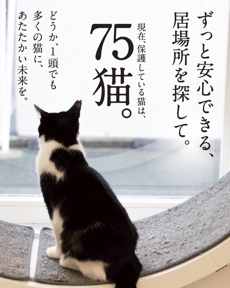 CWelcare's tweet photo. CATS WELCARE 募金活動のお知らせ🐾

□3/29（日）
□11:00〜15:00
□天王寺駅前（キューズモール前）

多頭飼育崩壊からのレスキューなど、
猫たちの治療費・食費のため募金活動を行います。

お近くにお越しの際は、
ぜひお立ち寄りいただけると嬉しいです🐱

#CatsWelcare
#保護猫支援
#募金活動
#天王寺
#保護猫