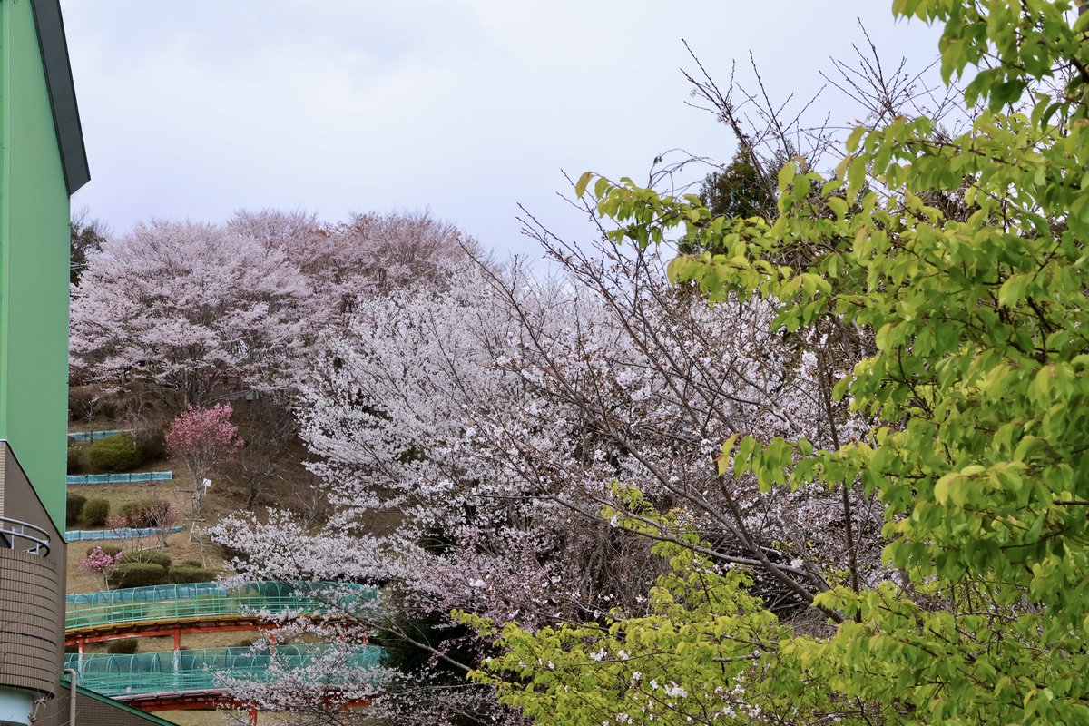 島田市【公式】 tweet media