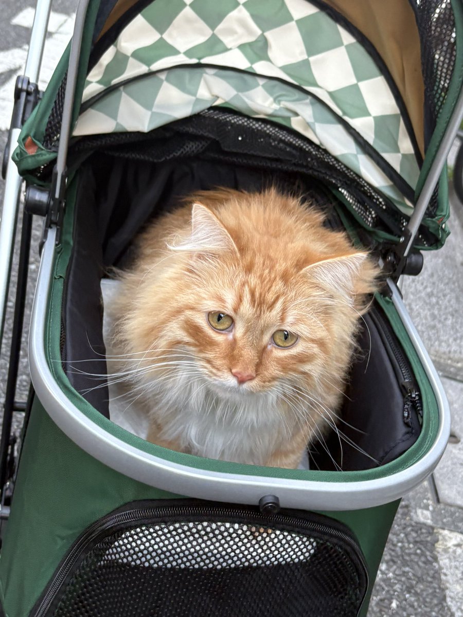 しぃ🐈🌸 tweet media