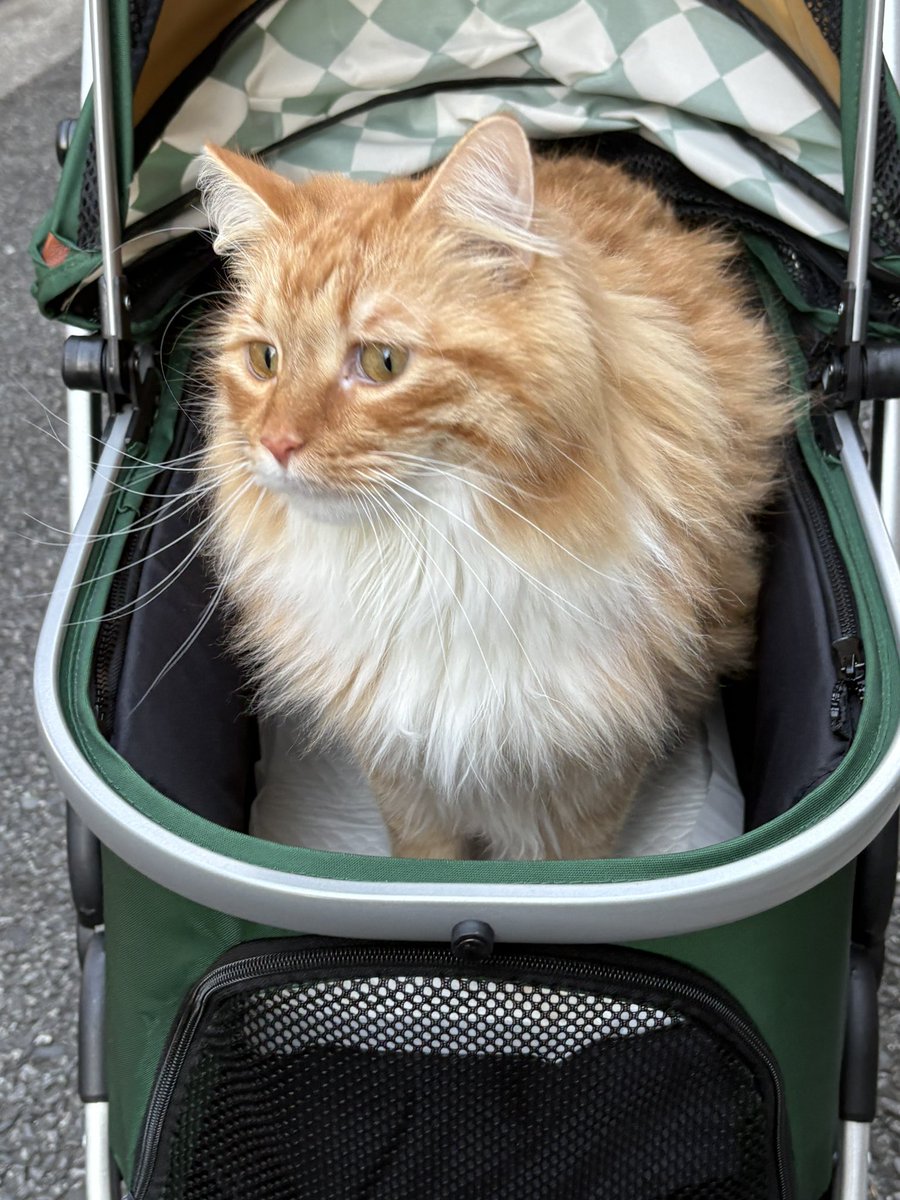 しぃ🐈🌸 tweet media