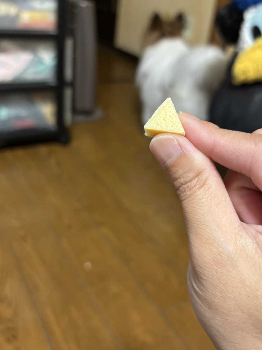 よもぎ🐶の飼い主 tweet media