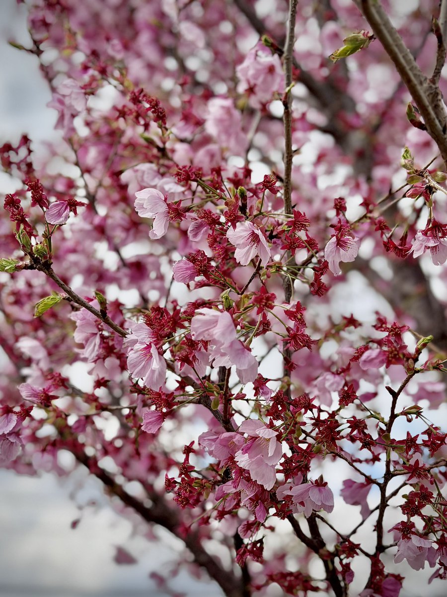 CURRY FIELD கறி வயல் tweet media