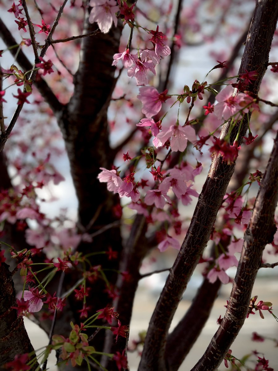 CURRY FIELD கறி வயல் tweet media