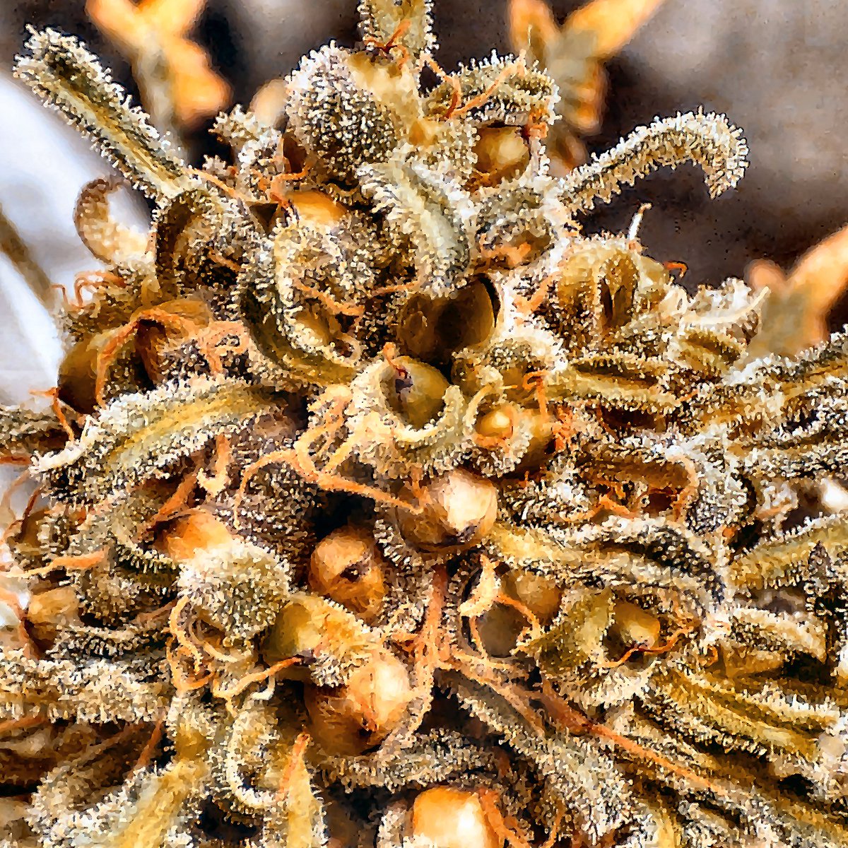 Oʀᴀᴄʟᴇ Sᴇᴇᴅs Oғɪᴄɪᴀʟ® 🇪🇸 tweet media