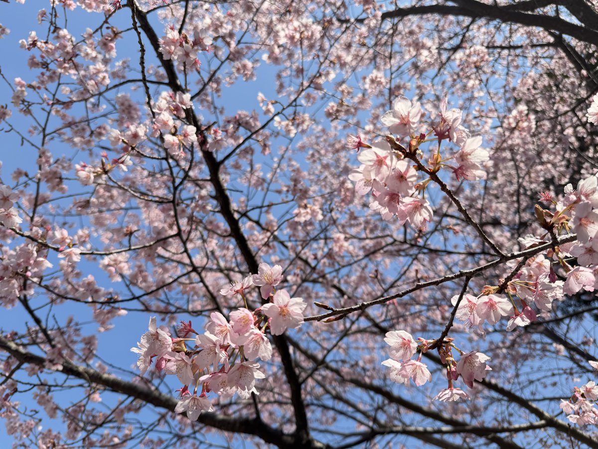 KIN_Kyoto's tweet photo. 🌸 本日は #さくらの日
桜が人々を魅了するように、ケーアイエヌも日本と世界をつなぐ架け橋であり続けます。新しい季節とともに、前へ🌏
Happy #SakuraDay 🌸
Just as sakura captivates people around the world, K.I.N continues to bridge Japan and the world. Here's to a new season ahead 🌏 https://t.co/NQjtyASLHa