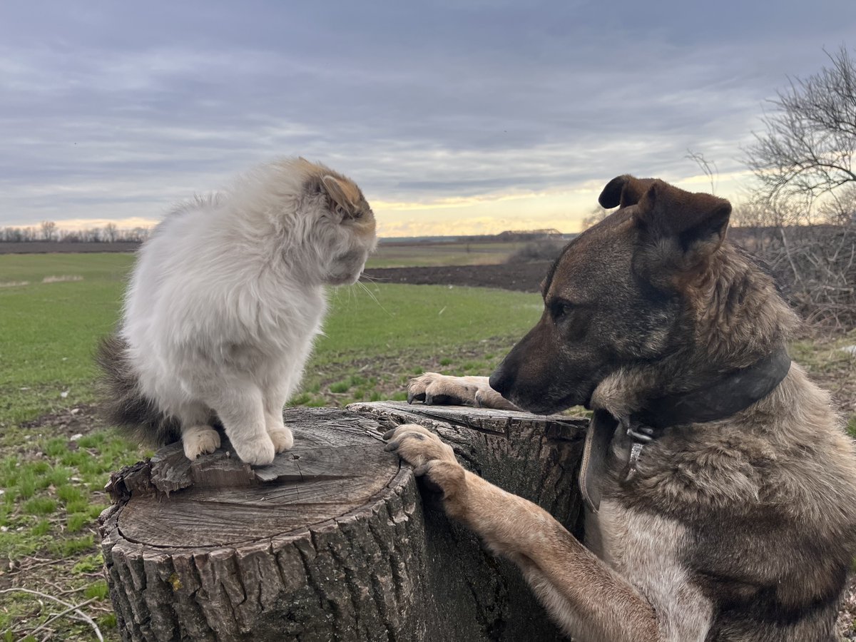 Hier kommt Alex 🇺🇦 tweet media