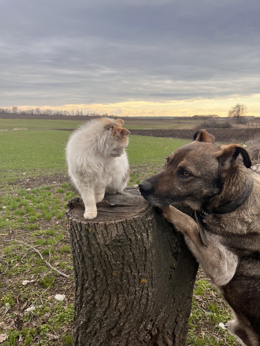 Hier kommt Alex 🇺🇦 tweet media