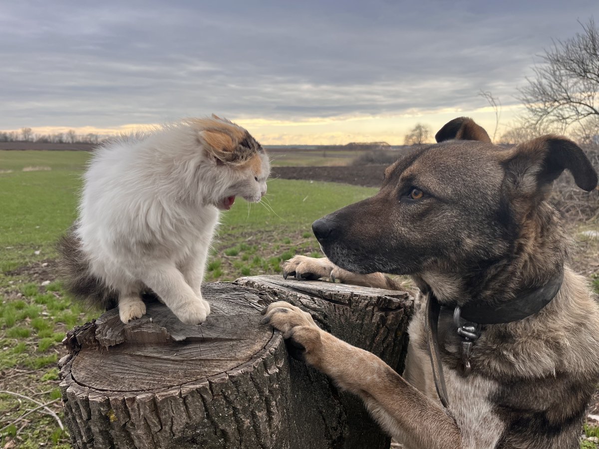 Hier kommt Alex 🇺🇦 tweet media