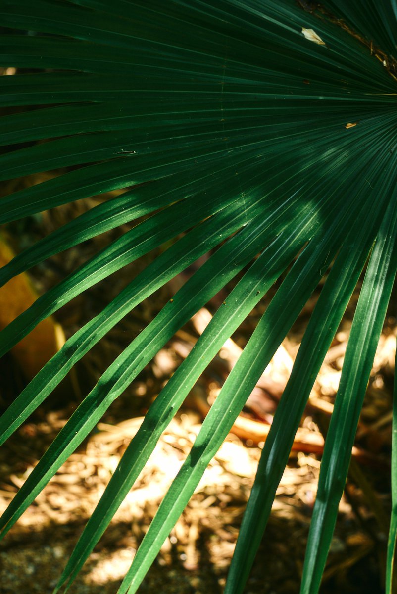 真道 健志 / Shindo Takeshi tweet media