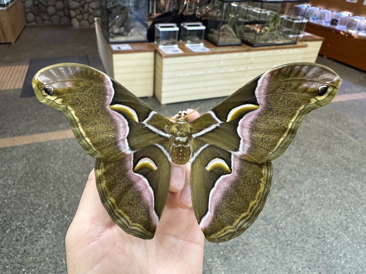 竜洋昆虫自然観察公園【公式】 tweet media