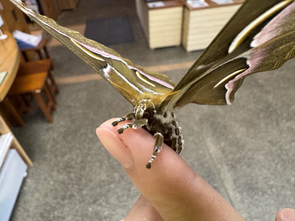 竜洋昆虫自然観察公園【公式】 tweet media