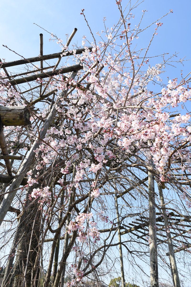 宇治市観光協会 tweet media