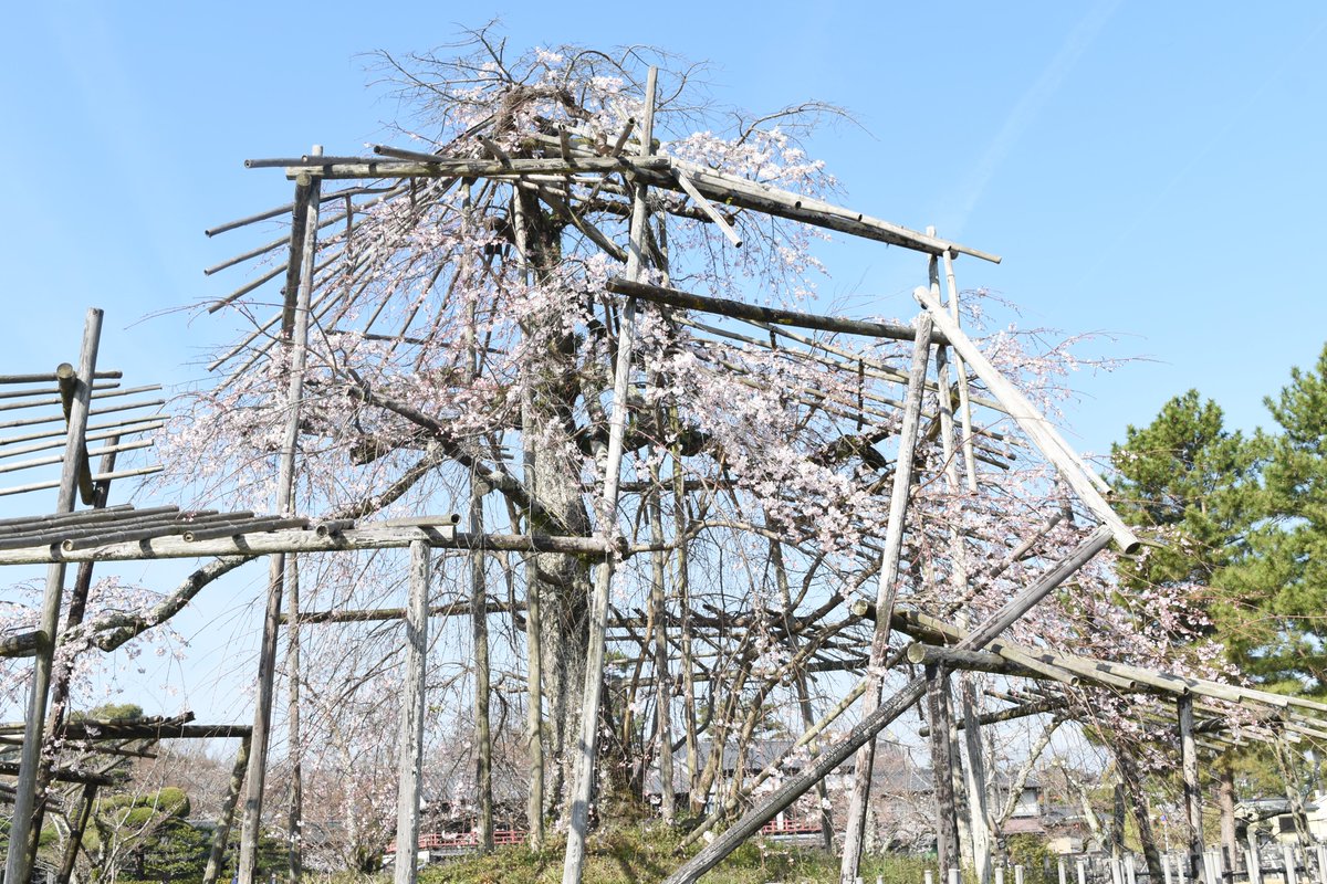 宇治市観光協会 tweet media