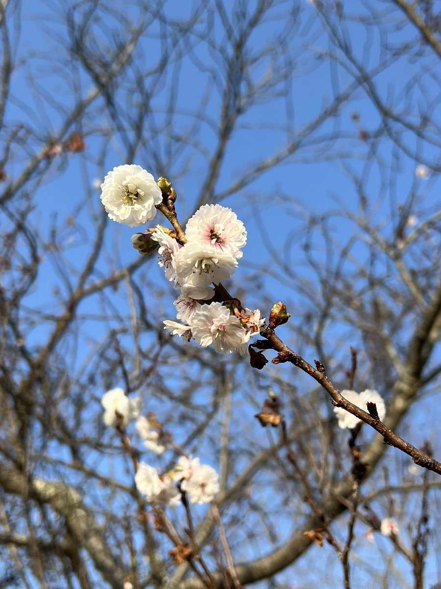 株式会社コレットラボ｜WEB集客×イベント×AIシステム化 tweet media