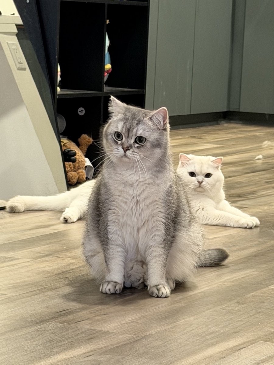 jenevieve tweet media