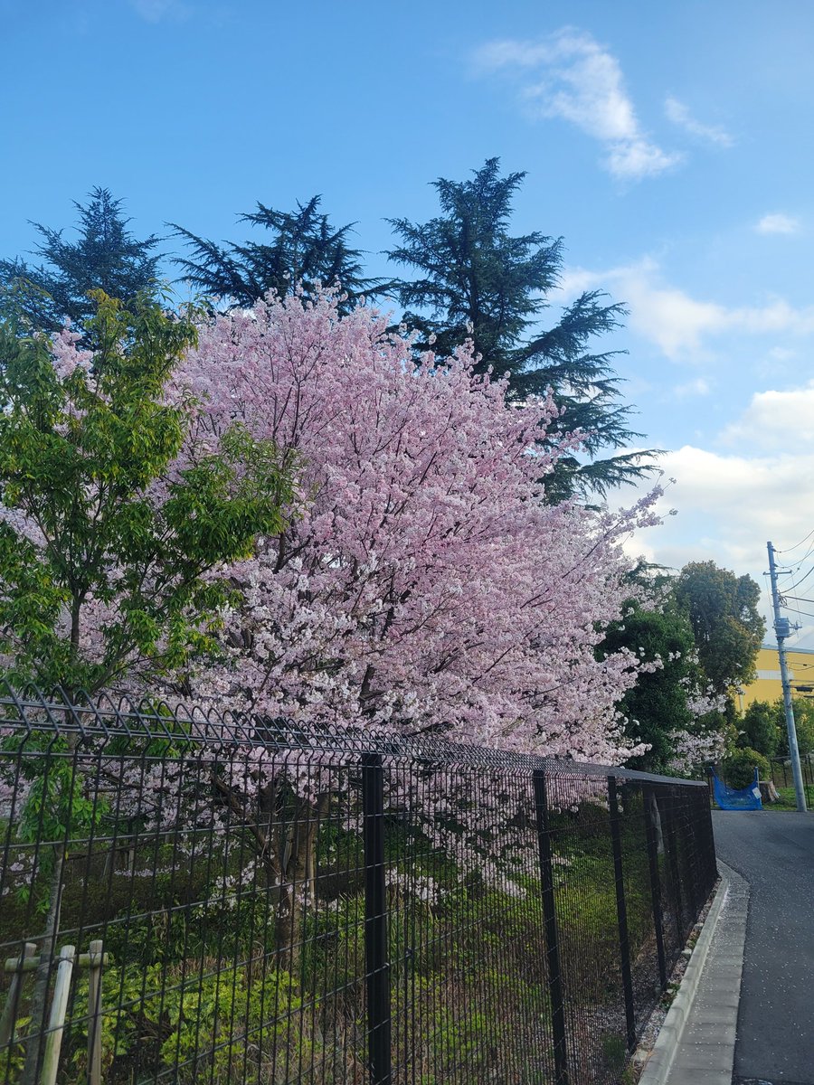 Nonramu127's tweet photo. 裏の桜も咲いてますね🌸 https://t.co/nOZVBtKZtb