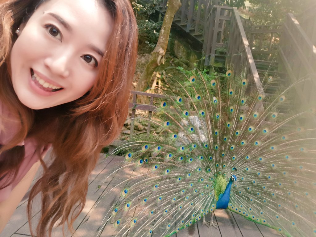満開の孔雀✨🦚✨

旅先での動物園って大好き🥳
異国での動物園って大好き🥳
一人で動物園って大好き🥳
動物大好き🥳

#台湾