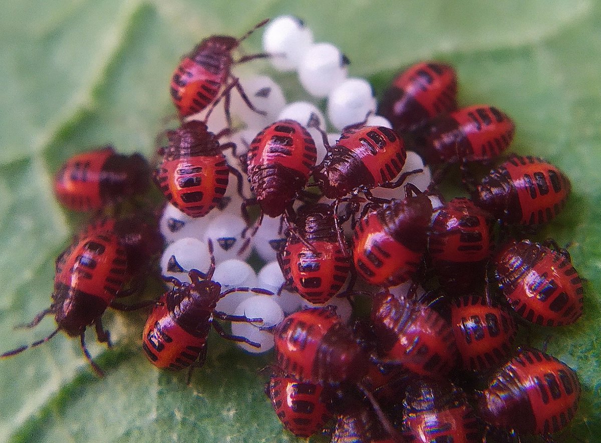 JrAbisha43566's tweet image. Guess the name of this bug 🪲 ? 

Picture was taken by me 6 years ago 
#bug #mobilephotography