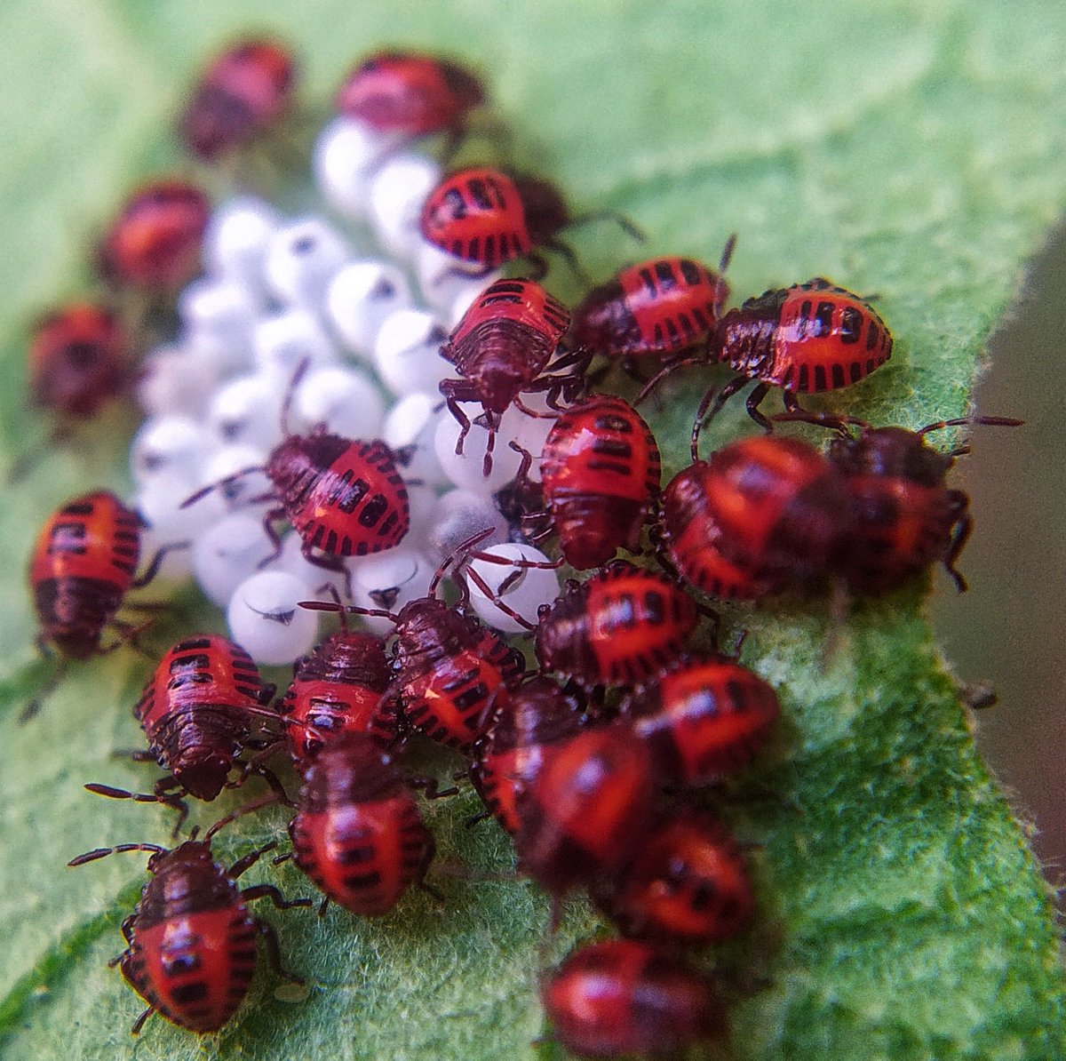 JrAbisha43566's tweet image. Guess the name of this bug 🪲 ? 

Picture was taken by me 6 years ago 
#bug #mobilephotography