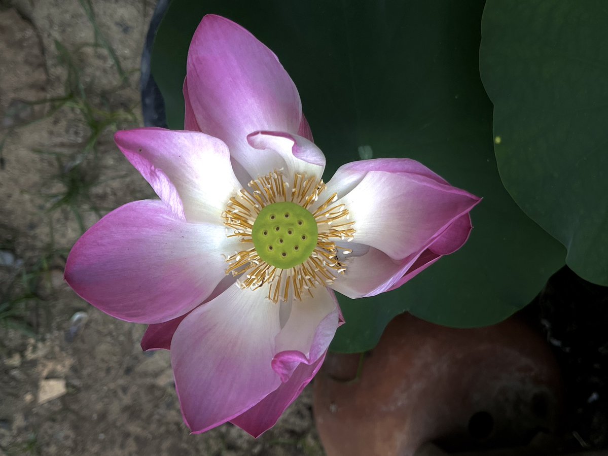 คุ้ง tweet media