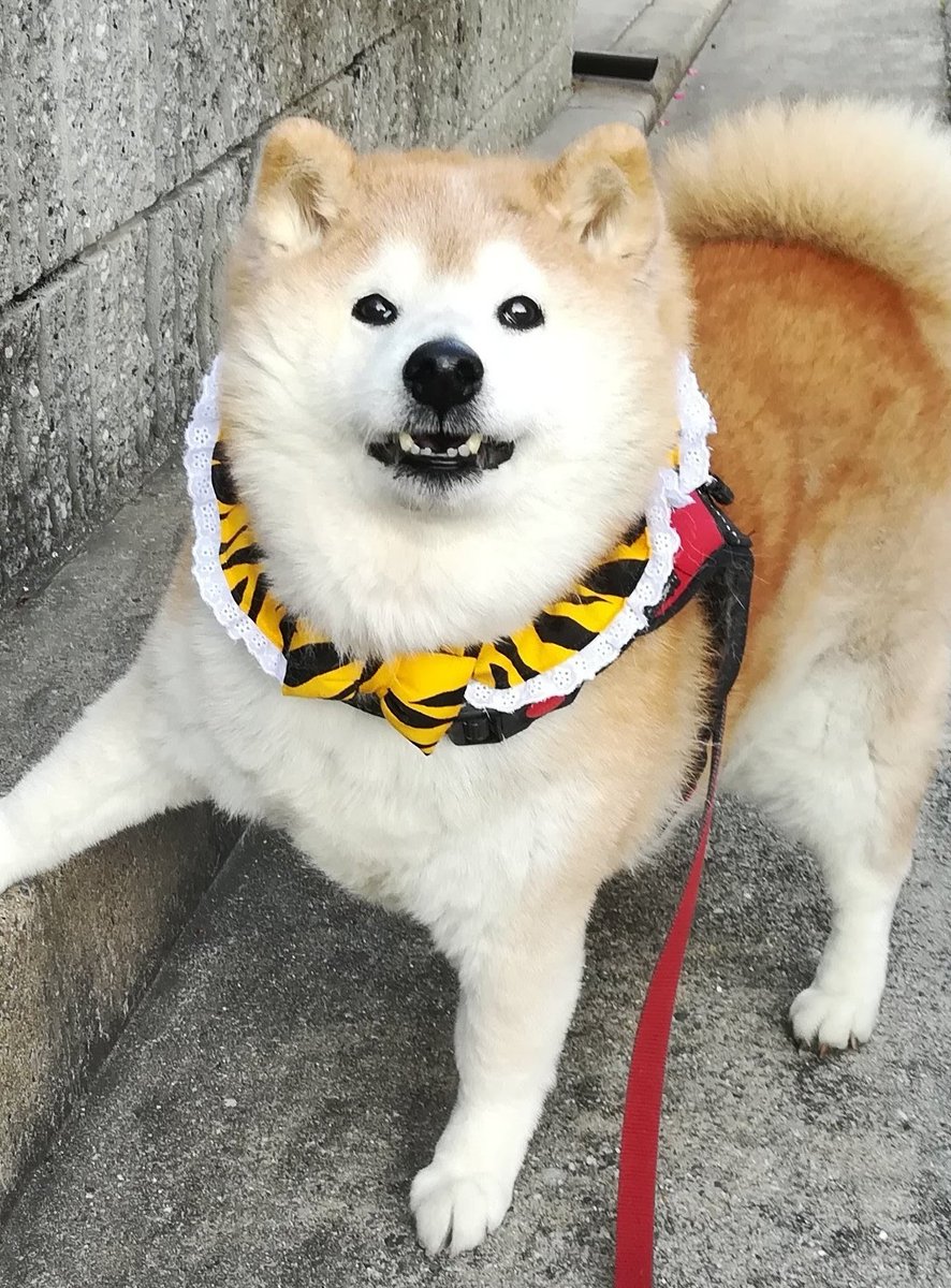 祝開幕⚾️🐯
半年間騒がしい日々の幕開け😃
ハゲたろは5時から風呂に入って身を清めてます😓血圧の上がる事が増えるんでコロッと逝くかもです💀それはそれでしゃ〜ないかな🤪