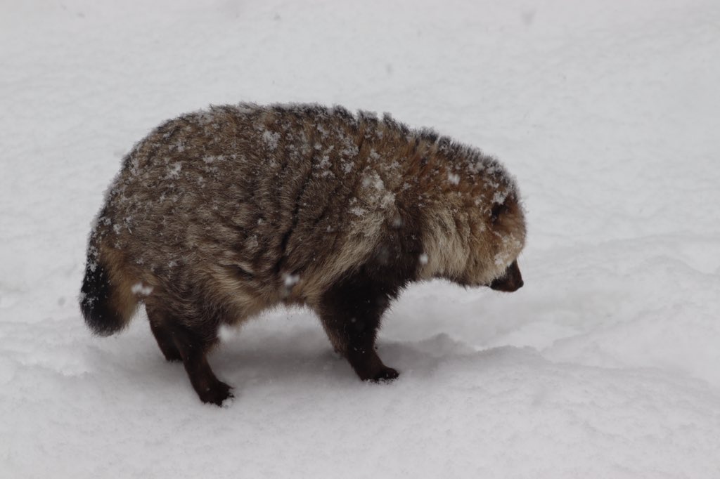 ぽんもち tweet media