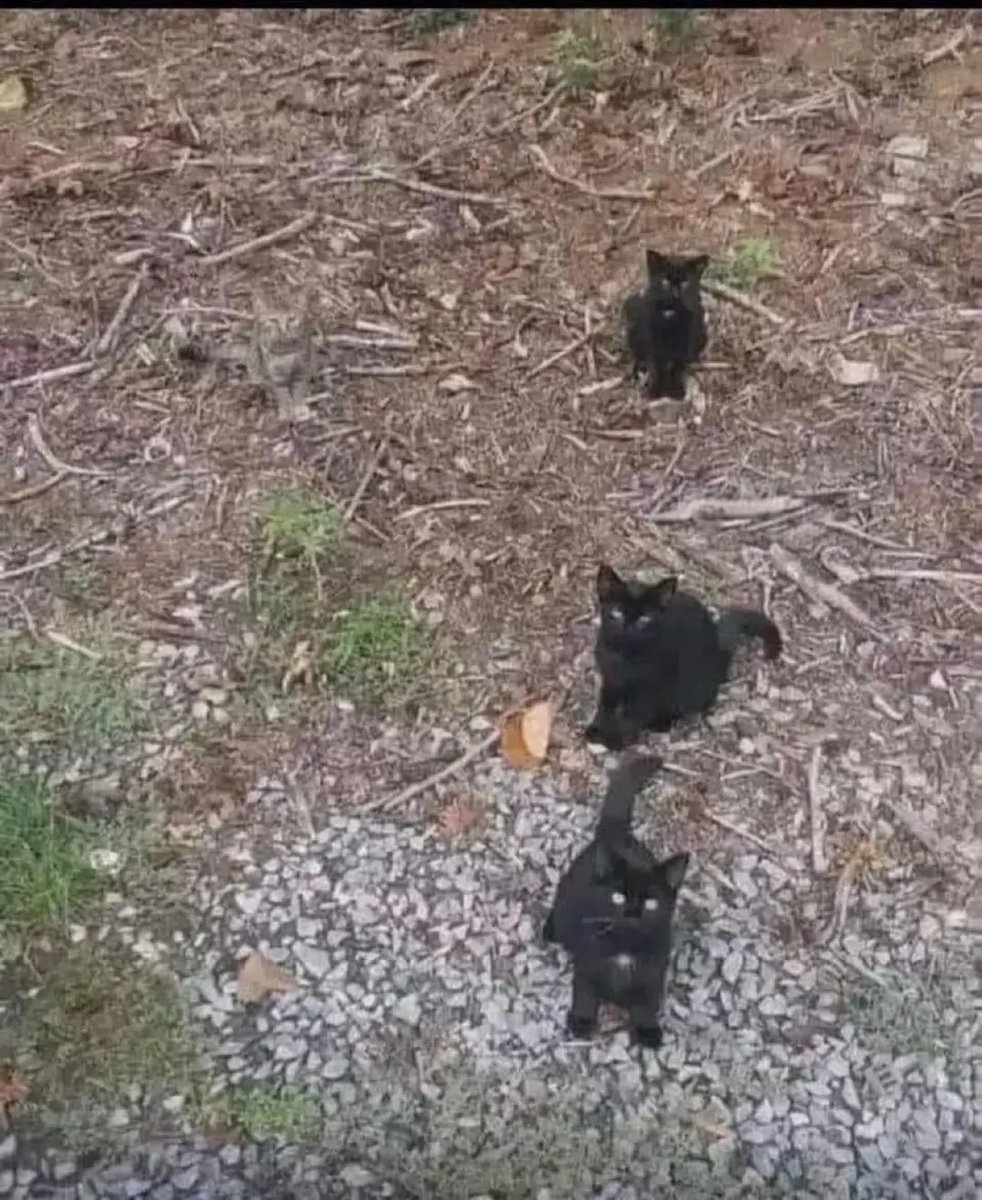 Brock Riddick tweet media