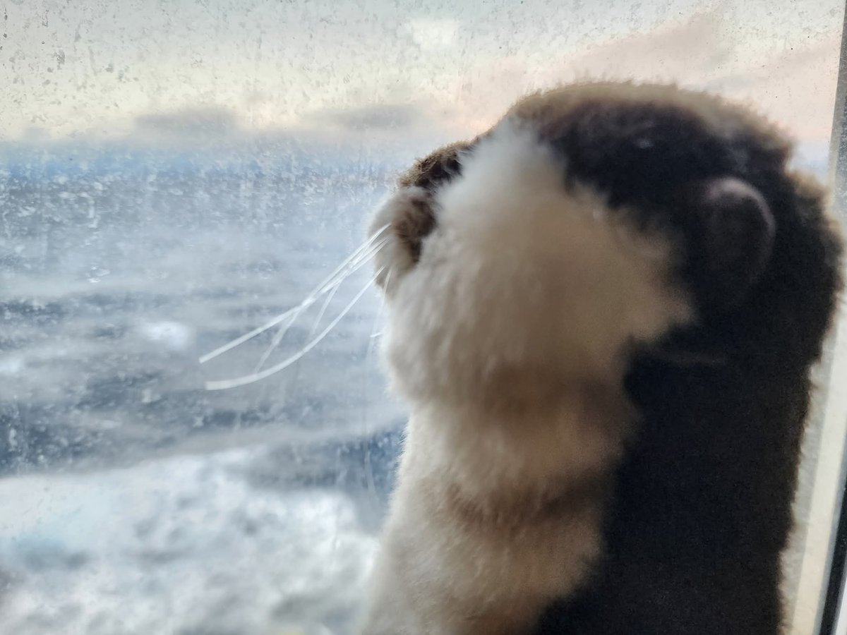 大吟醸船長 tweet media