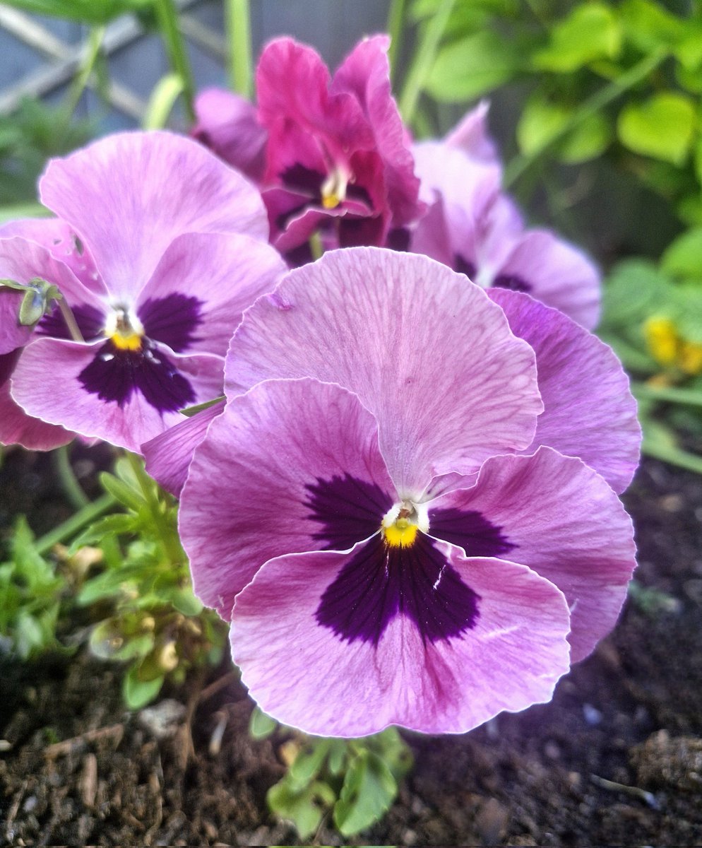 BrigidWalsh10's tweet image. In full bloom radiating pink hues 🌿🩷🌿
#FlowersOnFriday 
#PinkFriday #FlowerPower 
#NatureBeauty #Grateful
