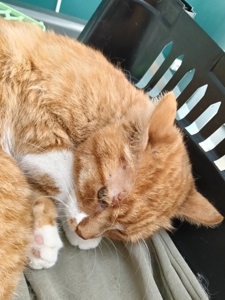 kılavatlı Paris tweet media