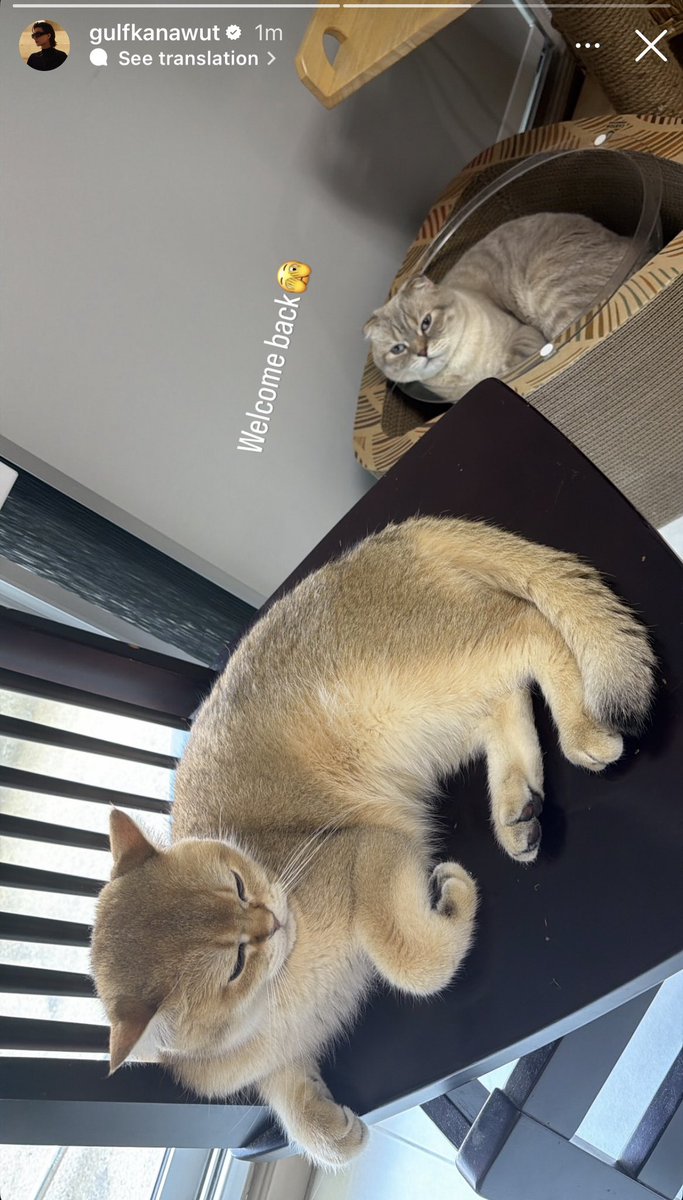 HeartOfGulf_Thailand(Fan account ) tweet media