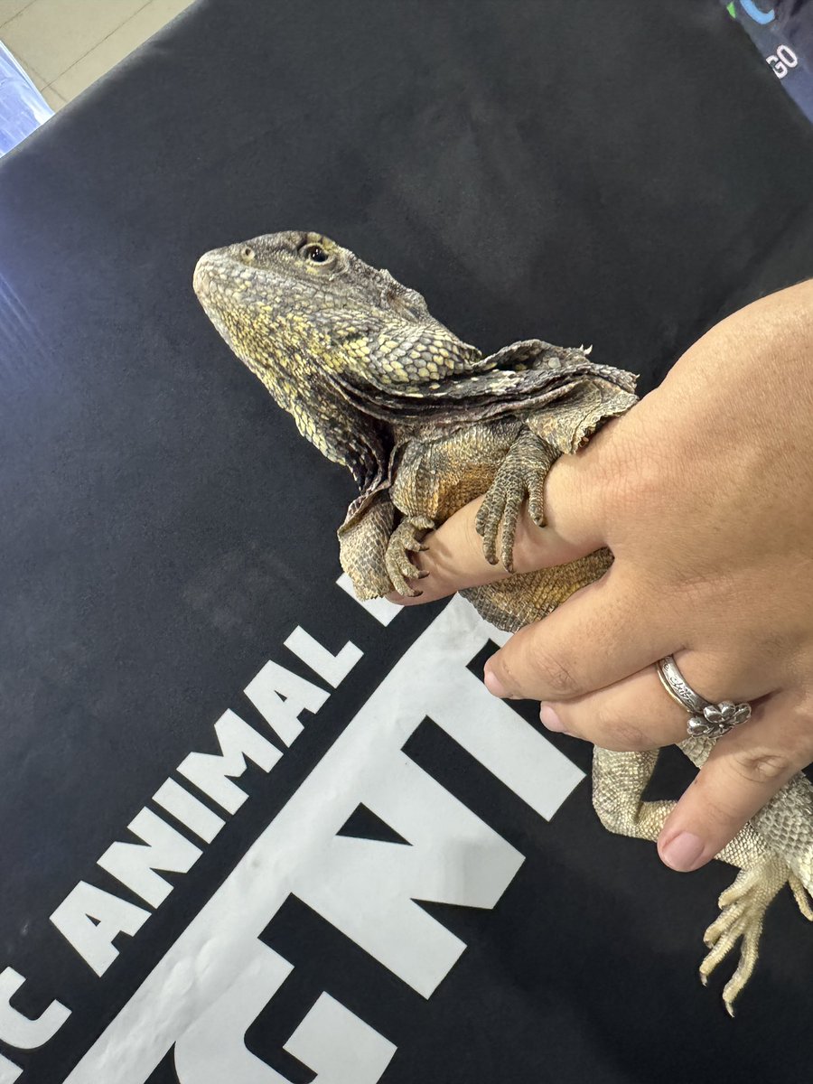 GUNGNIR ANIMALS tweet media