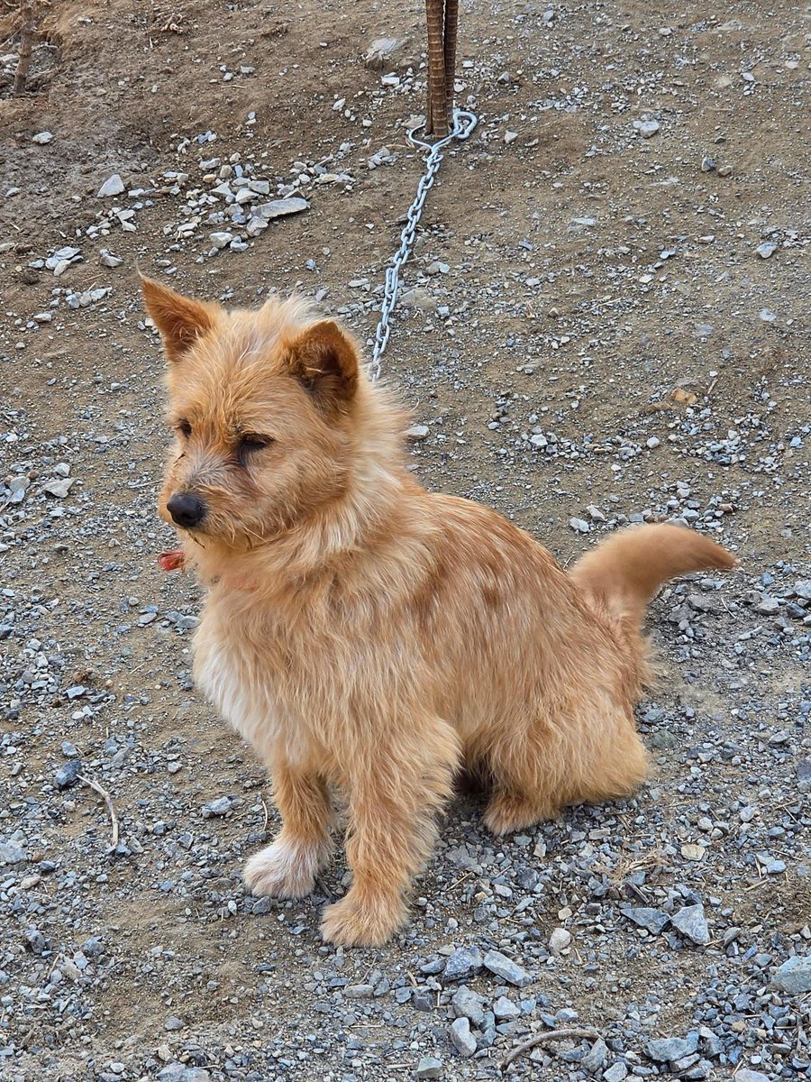 오늘의 강아지 추천 tweet media