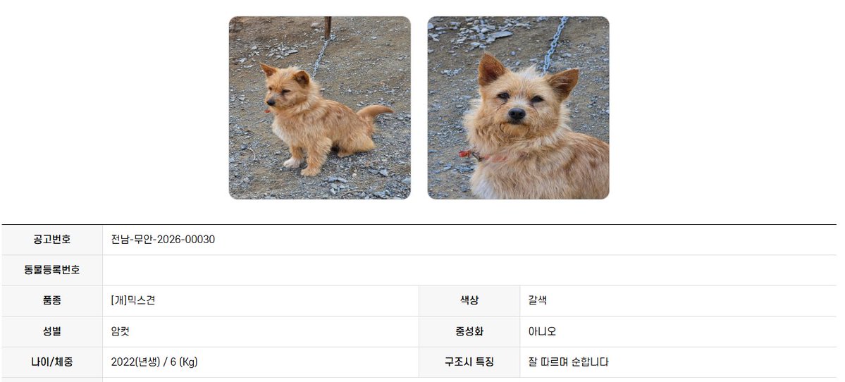 오늘의 강아지 추천 tweet media