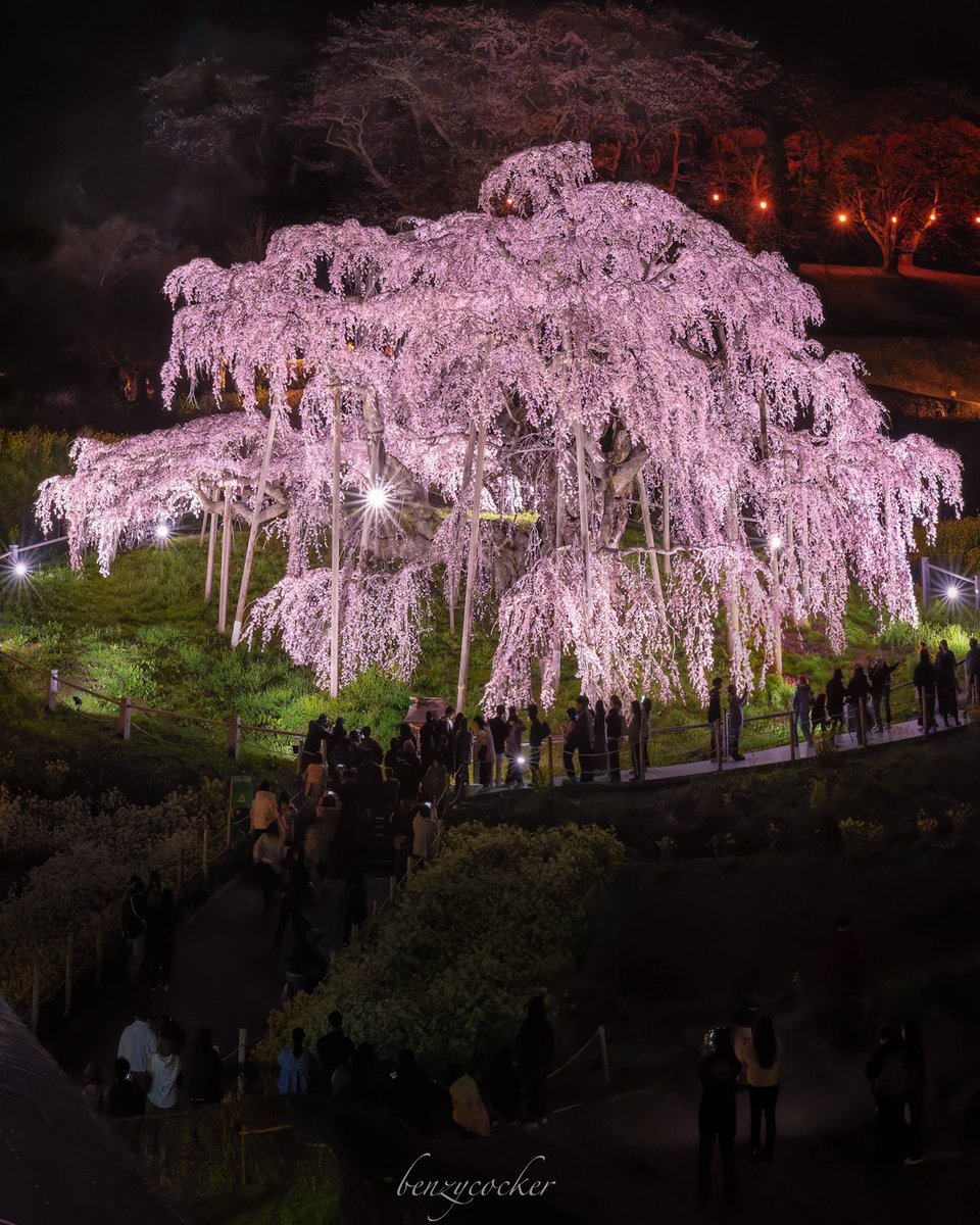 ベンジー tweet media