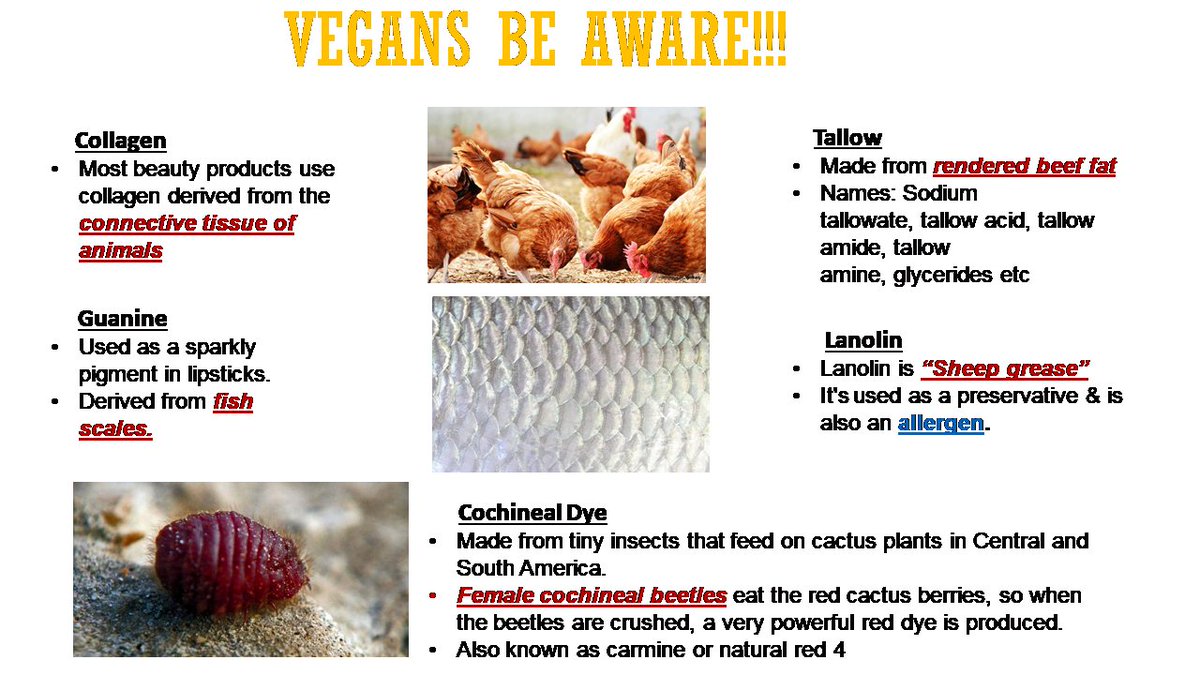 consumersindia's tweet image. Most Lipsticks Contain Crushed Parasitic Beetles!
Female cochineal beetles eat red cactus berries, so when the beetles are crushed, a very powerful red dye is produced-used in lipstick, eye shadow etc. Vegans wake up! #cosmetics #lipstick #lead drjayashreegupta.blogspot.com/2017/04/truth-…